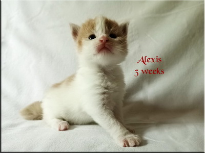 alexis3w