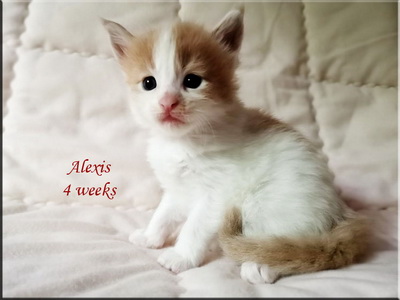 alexis4w
