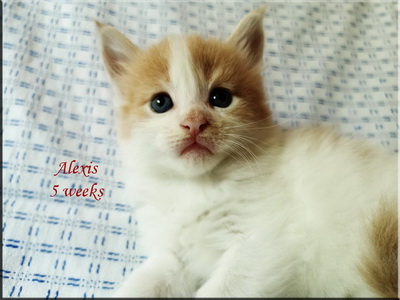 alexis5weeks