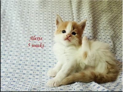 alexis5weeks