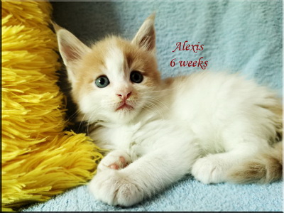 alexis6weeks