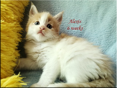 alexis6weeks