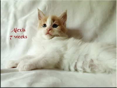 alexis7weeks