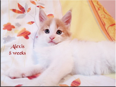 alexis8 weeks