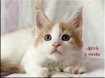 alexis9weeks