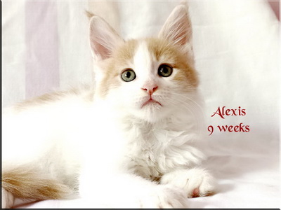alexis9weeks