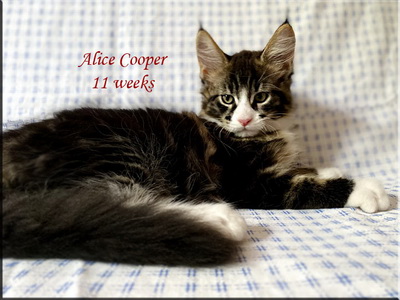 alicecooper11w
