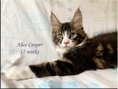 alicecooper12w