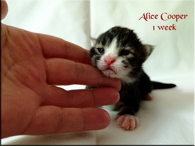 alicecooper1w