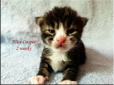 alicecooper2w