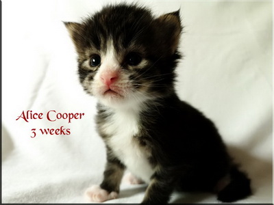 alicecooper3w