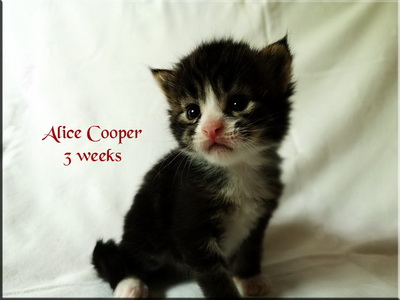 alicecooper3w