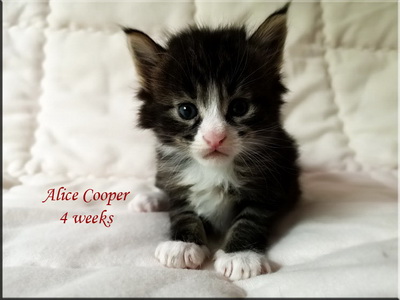 alicecooper4w