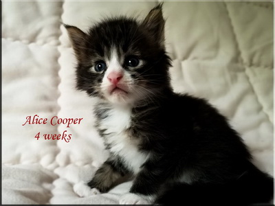 alicecooper4w