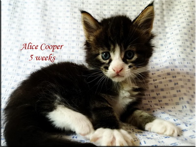 alicecooper5weeks