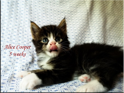 alicecooper5weeks