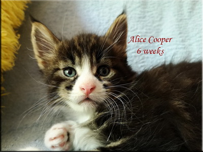 alicecooper6weeks
