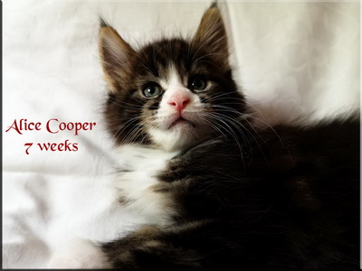 alicecooper7weeks