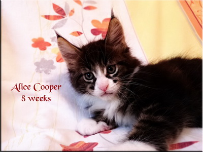 alicecooper 8 weeks