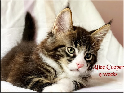 alicecooper9weeks