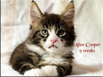alicecooper9weeks