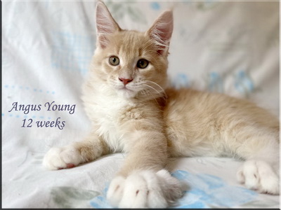 angusyoung12w