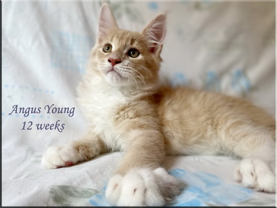 angusyoung12w
