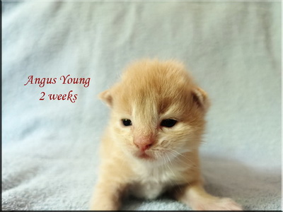 angusyoung2w