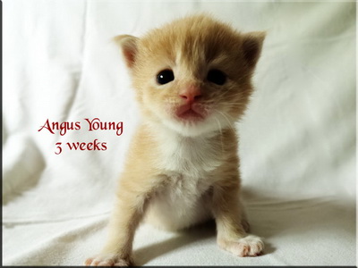 angusyoung3w