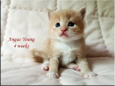 angusyoung4w