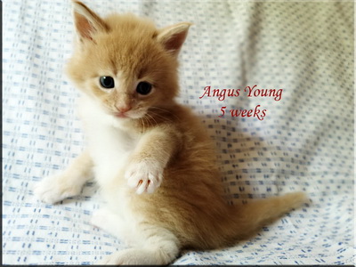 angusyoung5weeks