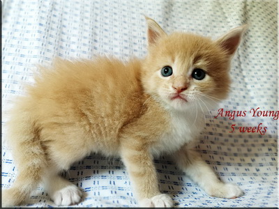 angusyoung5weeks