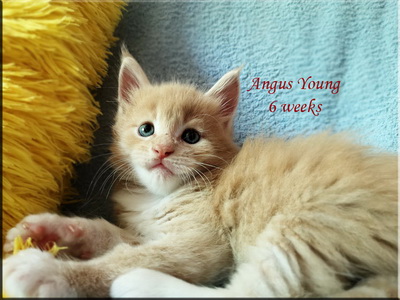 angusyoung6weeks
