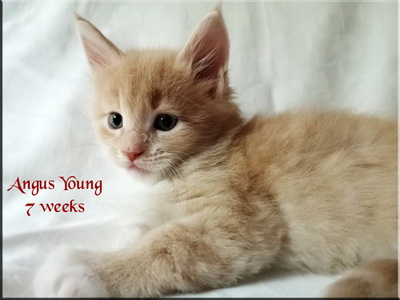 angusyoung7weeks