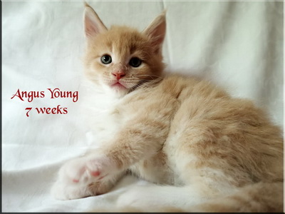 angusyoung7weeks