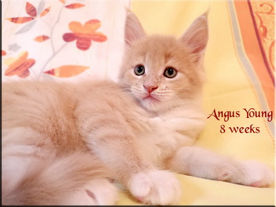angusyoung 8 weeks