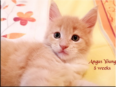 angusyoung 8 weeks