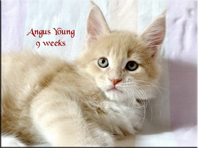angusyoung9weeks