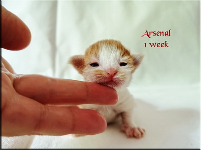 arsenal1w