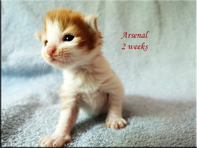 arsenal2w
