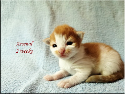 arsenal2w