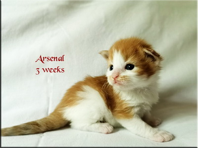 arsenal3w