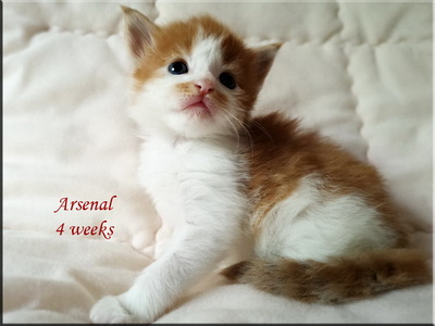 arsenal4w