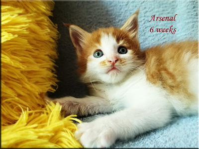 arsenal6weeks