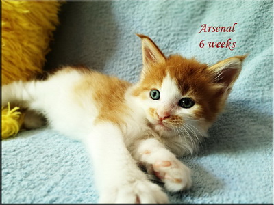 arsenal6weeks