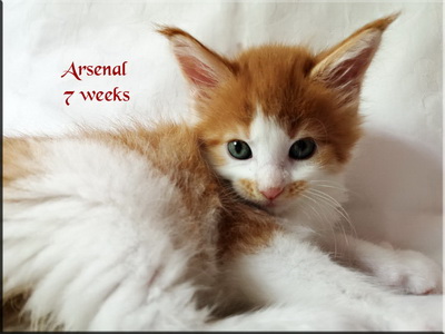 arsenal7weeks