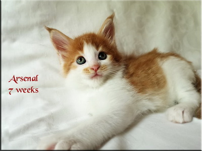 arsenal7weeks
