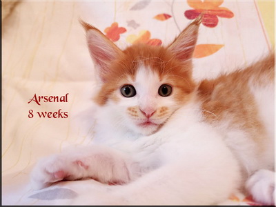 arsenal 8 weeks