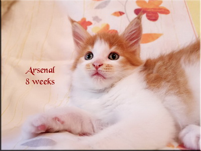 arsenal 8 weeks