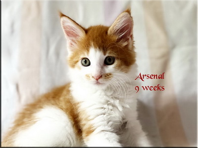 arsenal9weeks
